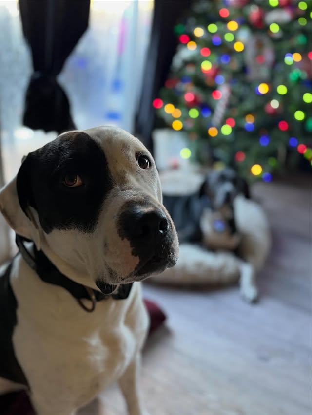 Playtime with the dogs