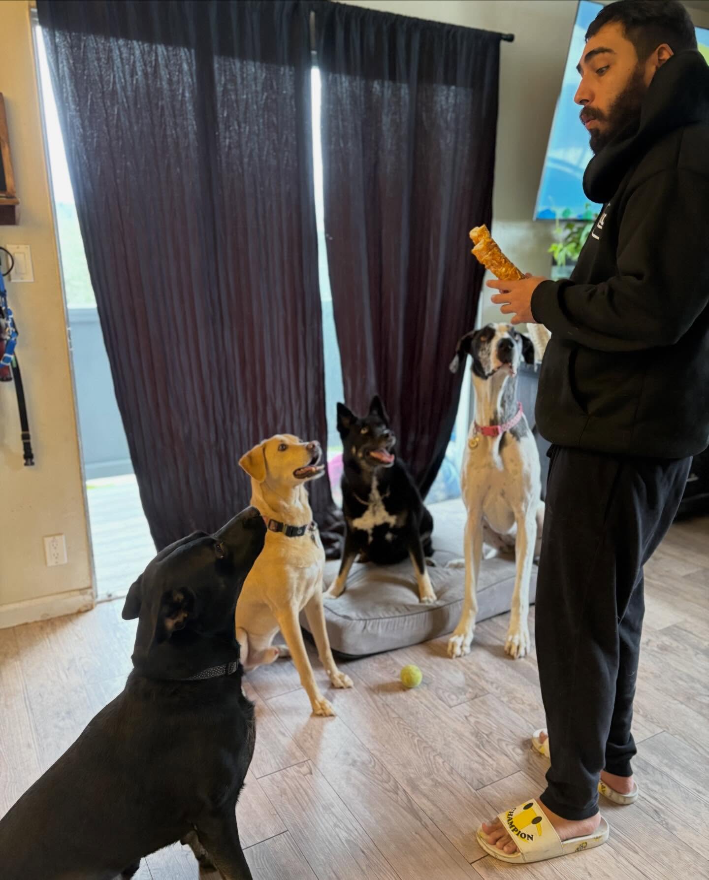 Dogs at Braga Dog Care